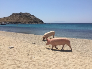 mode de vie fit mykonos beaches on atv's and wild pigs