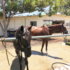 mode de vie fit shanna horses at the barn