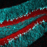 This part of the brain is called the Dentate Gyrus, one of only two regions in the brain where new neurons (brain cells) can be born in the adult brain.